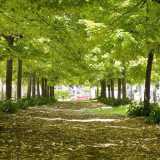 Qui a fare da spartitraffico ci sono aiuole con alti alberi che consentono fresche passeggiate anche nei giorni di calore pi� intenso